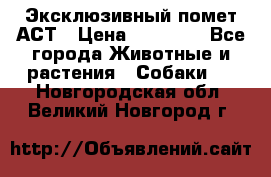 Эксклюзивный помет АСТ › Цена ­ 30 000 - Все города Животные и растения » Собаки   . Новгородская обл.,Великий Новгород г.